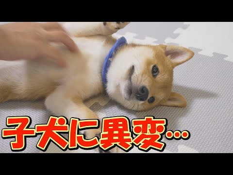 順調に成長していた子犬に、気がかりなことが起こりました・・・