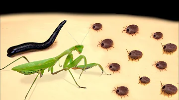 WHAT IF LEECH AND MANTIS SEE A TICK? VERSUS LEECHES, MANTIS AND TICKS!
