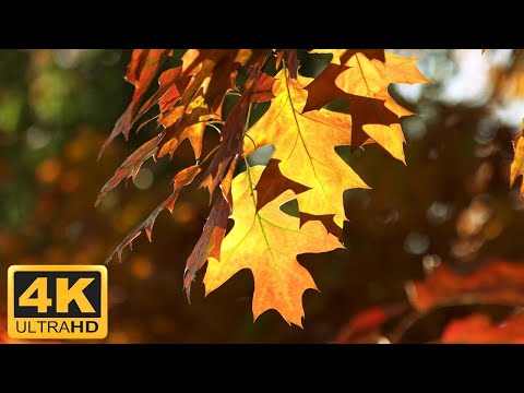 11 HOURS of Enchanting Autumn Nature Scenes Relaxing Piano Music for Stress Relief