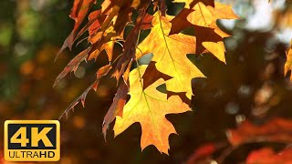 11 HOURS of 4K Enchanting Autumn Nature Scenes   Relaxing Piano Music for Stress Relief