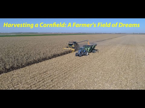 "A Bird's-Eye View: Harvesting a Cornfield - A Farmer's Field of Dreams" #HarvestSeason