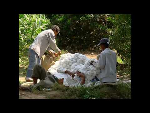 Video: Boomachtige Katoenplant