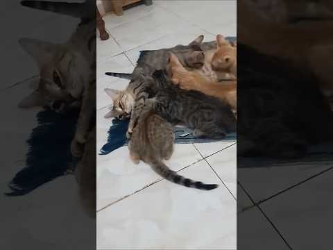 ميشة لما كانت تساعد أمها في تربية إخوتها الصغار 25 نوفمبر 2025