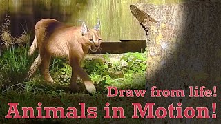 Draw from Life - Animals in Motion #13 - Caracal by Animal Drawing References 48 views 1 month ago 8 minutes, 27 seconds