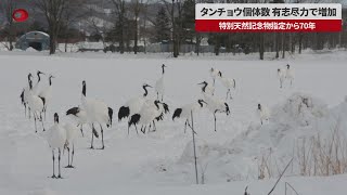 タンチョウ個体数、有志尽力で増加 特別天然記念物指定から70年