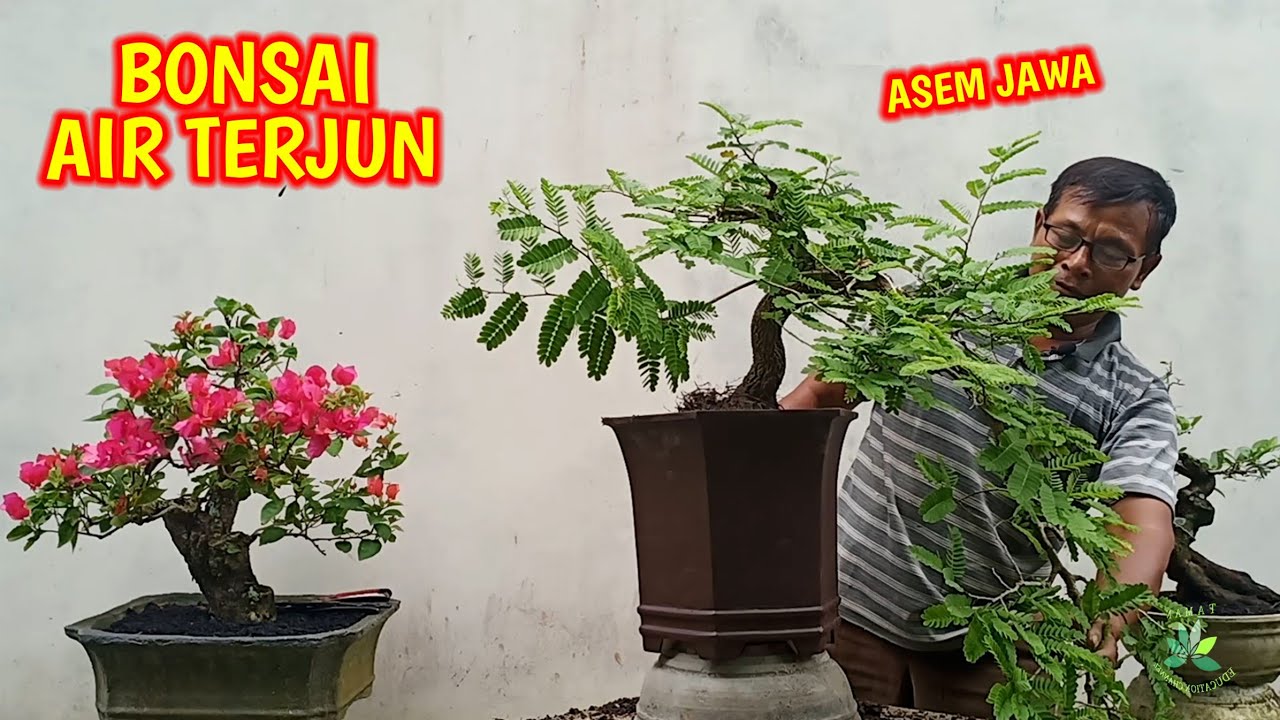 Bonsai Asem Jawa Gaya Air Terjun Tamarindus Indica Youtube