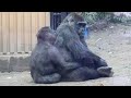 園内放送の音に怯え、母親にしがみついて離れないキンタロウ⭐️ゴリラ Gorilla【京都市動物園】Kintaro is very frightened and clings to his mother