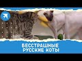 Русские коты не боятся огурцов