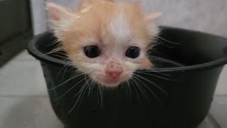 【癒し注意】保護子猫のお風呂に密着したら、かわいすぎた