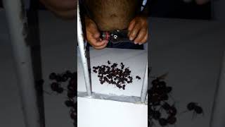 Bundas De Tanajuras Fritas.