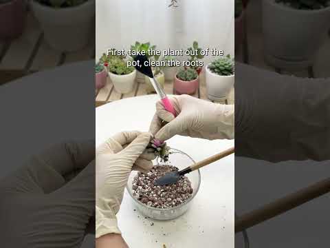 Vídeo: Anacampseros Plant Care: Aprenda a cultivar suculentas Anacampseros