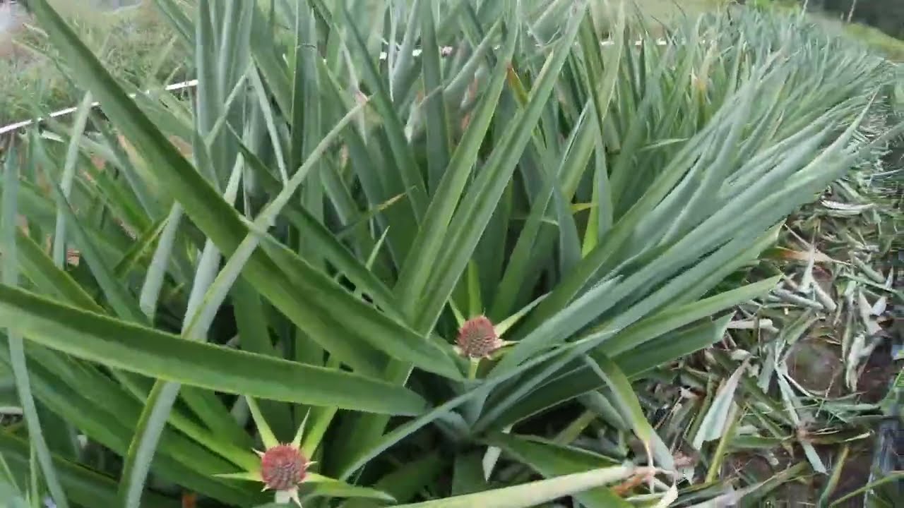 Memangkas daun nanas MD2 bagi memudahkan kerja membaja dan menuai hasil .