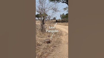 Just a casual pangolin walking past a lion and us 🤠 #safari #pangolin #savepangolins