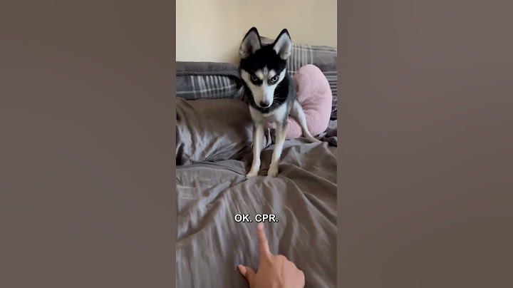 Dog learning CPR is the cutest 🥰