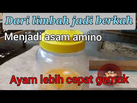 Video: Apakah enzim digunakan untuk menembus telur?