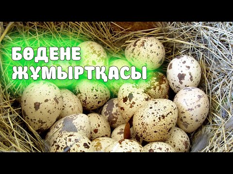 Бейне: Ылғалдатқыш неге пайдалы