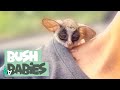 Adorable Bush Baby Compilation | Bush Babies as Pets