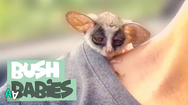 Adorable Bush Baby Compilation | Bush Babies as Pets