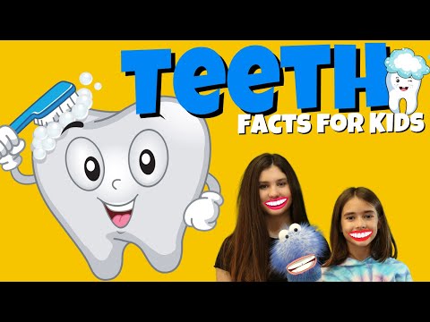 What are Teeth? Teeth Facts for Kids