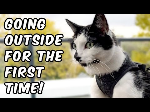 Kodi Goes Outside For The First Time