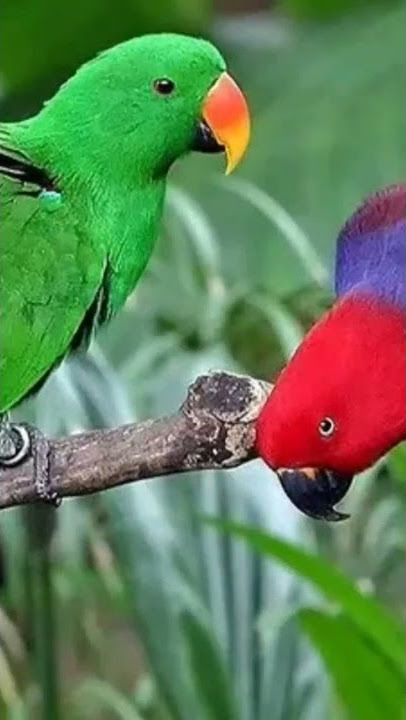 suara pikat burung Nuri merah dan hijau cantik