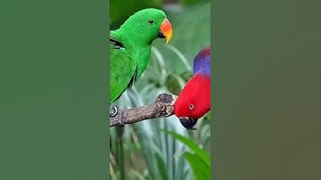 suara pikat burung Nuri merah dan hijau cantik