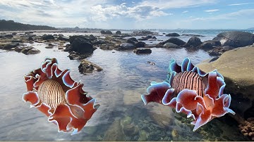 FOUND A DEADLY TEXTILE CONE SNAIL SHELL FINDING AT THE BEACH! Seashell finds jackpot!