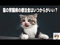 猫の慢性腎臓病の療法食はいつから食べるのがいいか〜IRISガイドラインを参考に〜