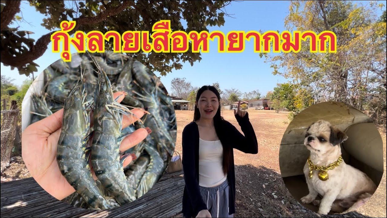ตามหากุ้งลายเสือทั่วตลาด26‼️ຕາມຫາກຸ້ງລາຍເສືອທົ່ວຕະຫລາດกุมภาพันธ์ 2569