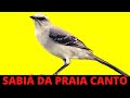 SABIÁ DA PRAIA CANTO NA NATUREZA