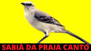 SABIÁ DA PRAIA CANTO NA NATUREZA