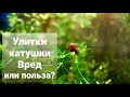 Улитки катушки и физы в аквариуме. Польза или вред?