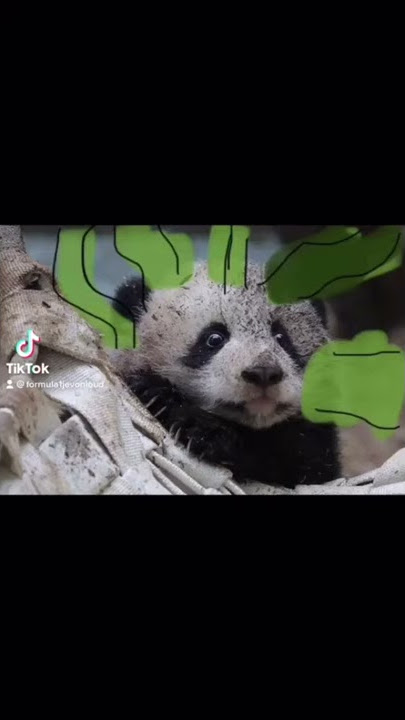 Video lucu meme uh uh uh  Part 1.