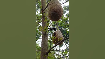 Birds’ Nesting Secrets: Why They Love Certain Trees!