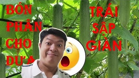 KTNN - CÁCH BÓN PHÂN CHO DƯA LEO GIÚP  SAI TRĨU QUẢ