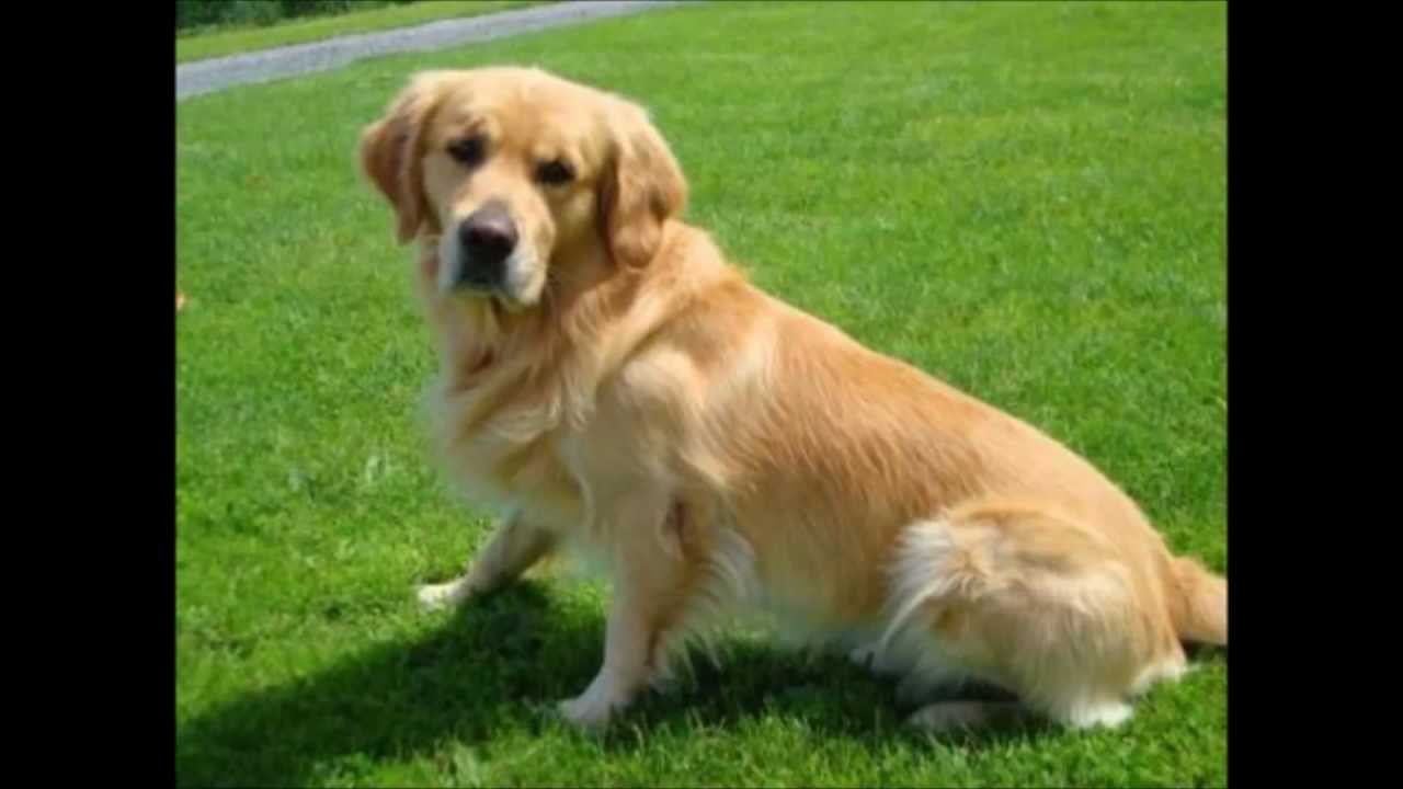 Top 10 süßesten Hunde (cutest Dogs) YouTube