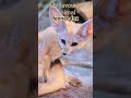 fennec fox edit #capcut #fennecs #fox #something