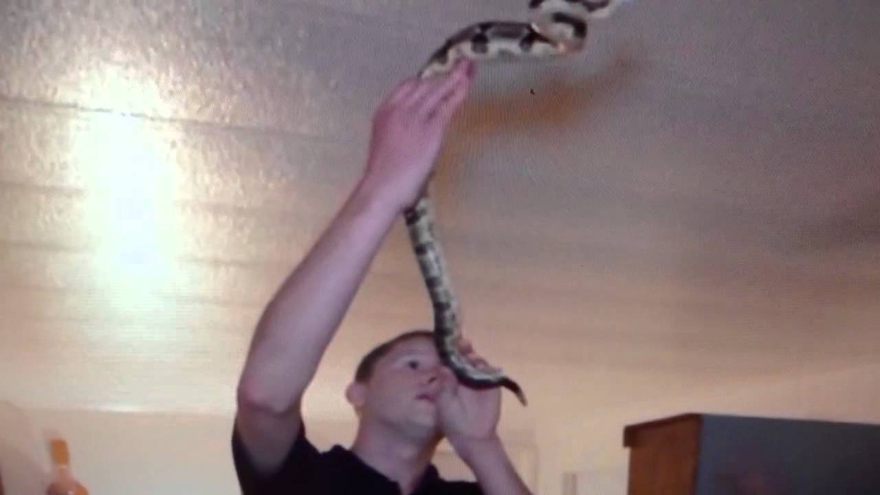 FUNNY, CRAZY, STUPID RELIGIOUS SNAKE HANDLERS, TEST THEIR FAITH AND DIE