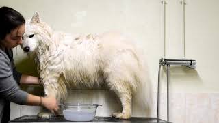 How I groom my Samoyeds / SAMOYED GROOMING