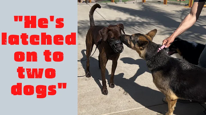 Aggressive and reactive Mexican street dog meets d...
