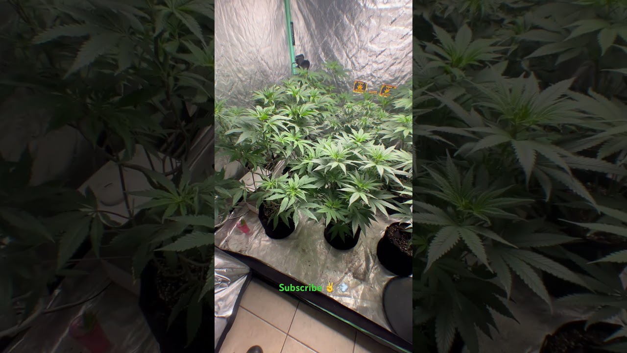 Reverse Genetics Day 55  6 strains 5x5 indoor organic Gaia green LST lollipop how to grow weed