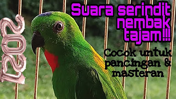 Suara pancingan dan masteran serindit dengan suara therapy air terbaru.