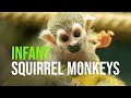 Baby squirrel monkey boom at zoo vienna