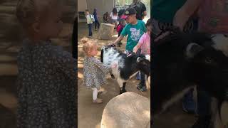 Kids pet goat at petting zoo then goat uses its head to push little girl