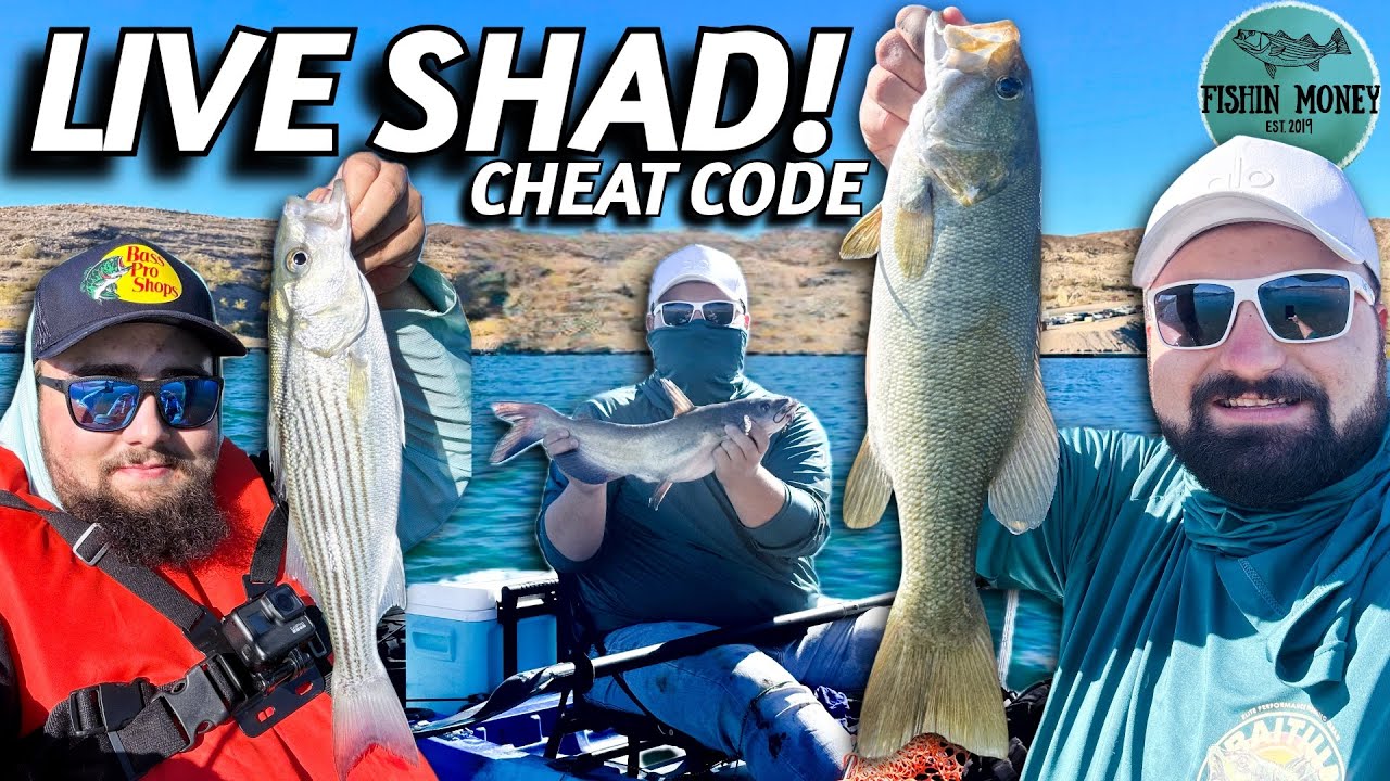 Мы перешли на живой сельдь на озере Мид… и это изменило все!