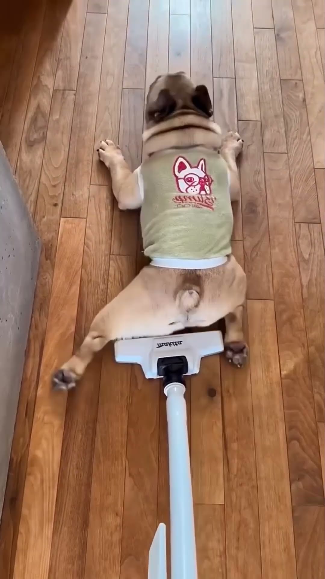 Pranking our dog ??????❤️✅???
