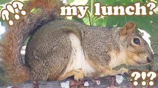 Squirrel Eating What?! - Grey Squirrel - Gray Squirrel - Wild Animals - Backyard Wildlife - Jazevox