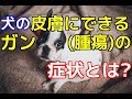 【愛犬のための知識】犬の皮膚にできるガン（腫瘍）の症状とは？【犬を知る】