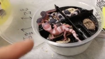 Thousands Of Baby Leopard Geckos & Baby Ball Pythons! | BRIAN BARCZYK