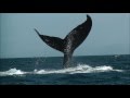 Доминикана: горбатые киты.